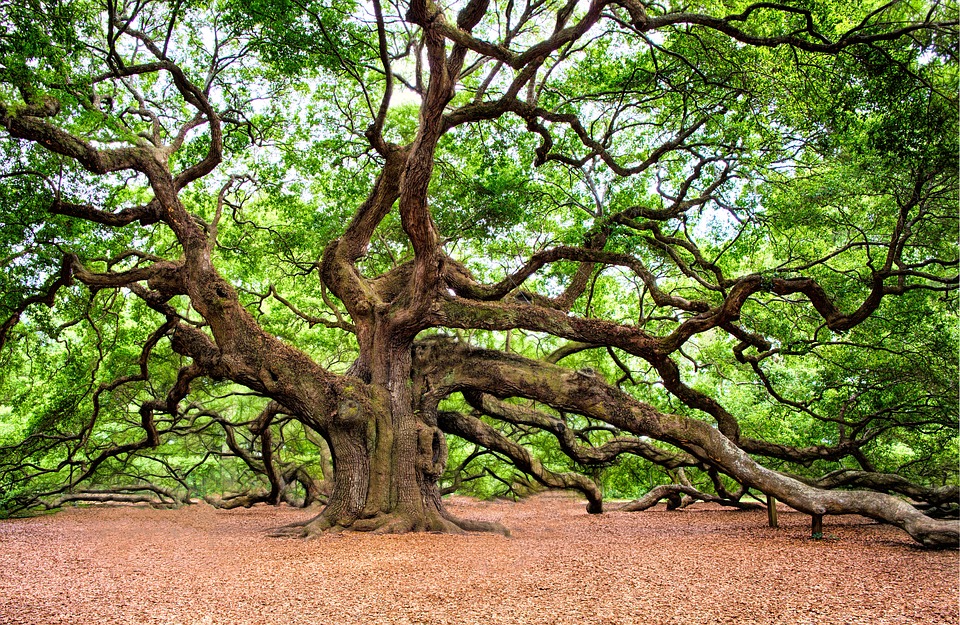 oak-tree-2018822_960_720 RegalShave